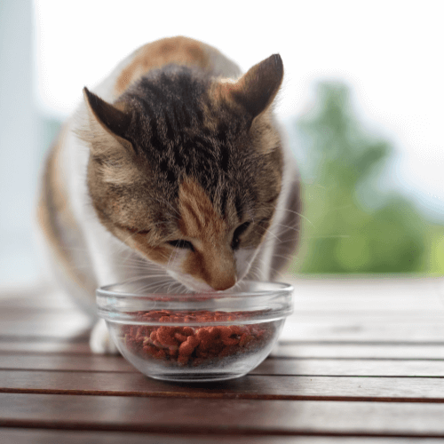 Cat having food from bowl