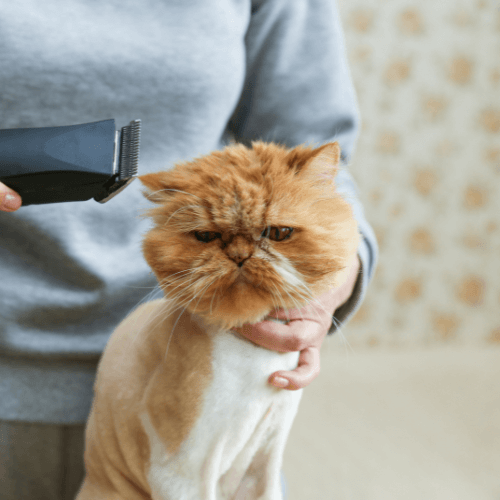 Person doing lion cut for cat