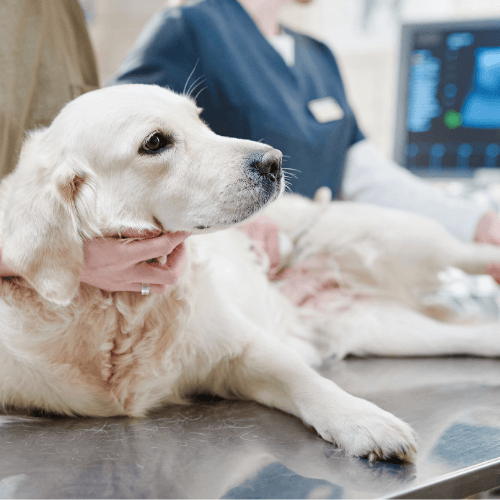 Vets taking ultrasound of a dog