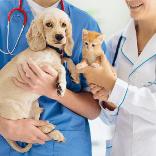 Veterinarians holding a puppy and a kitten